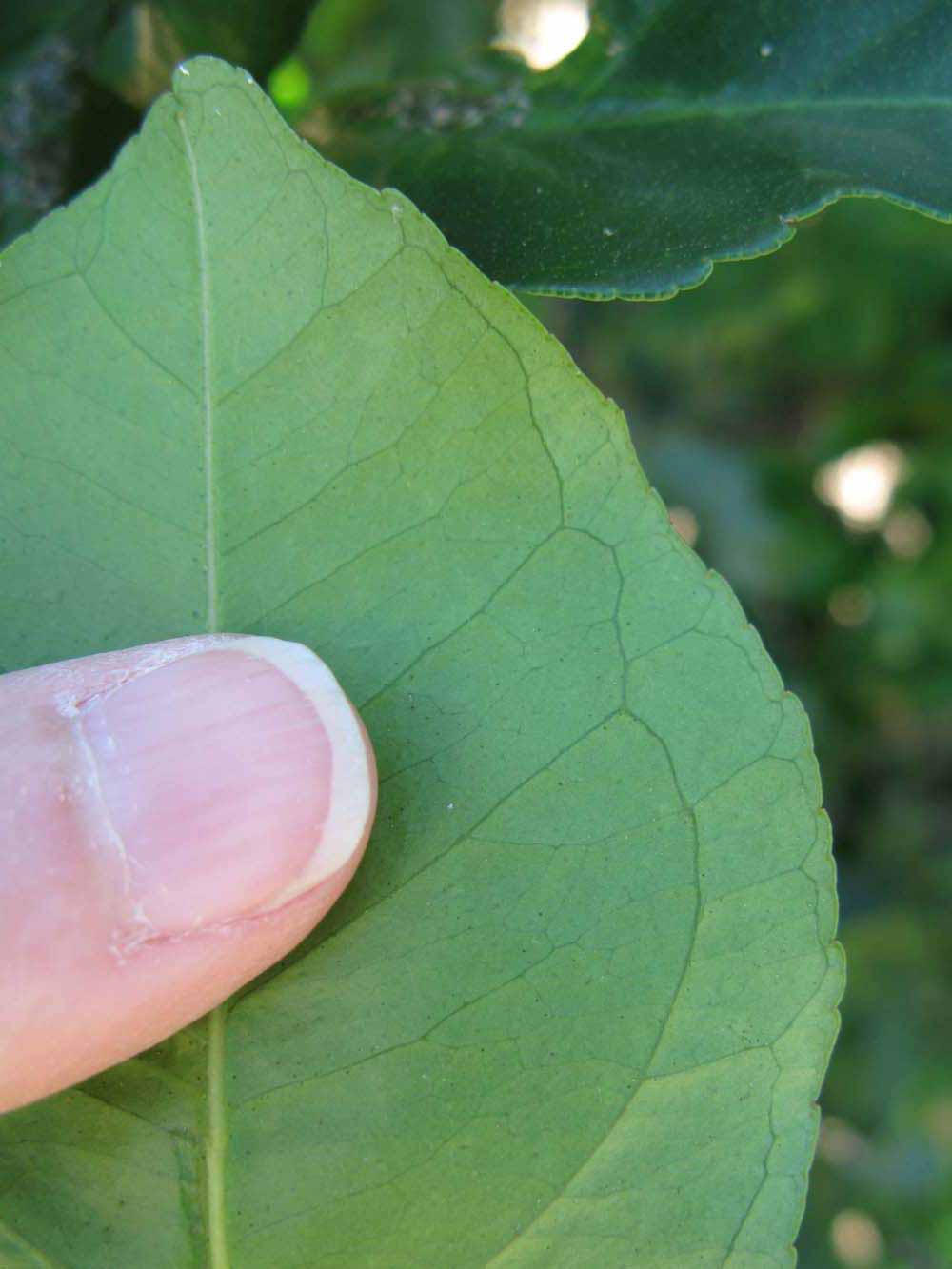              Margin (Winter Haven, FL)       